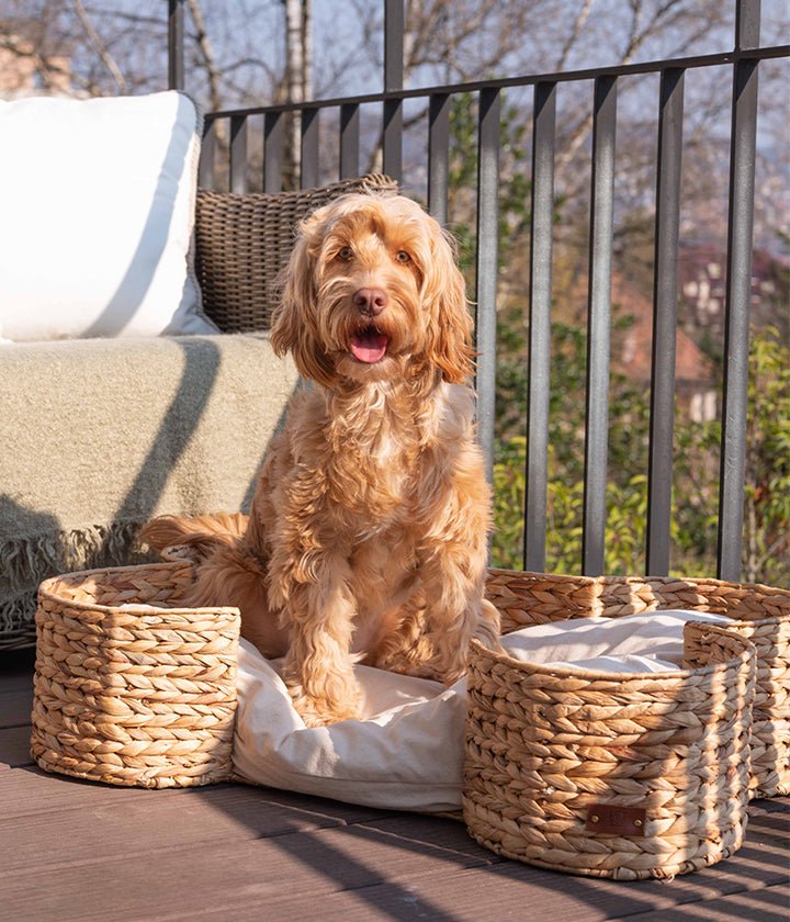 Natürliches, geflochtenes Hundebett aus Wasserhyazinthe in Knochenform mit Kissen