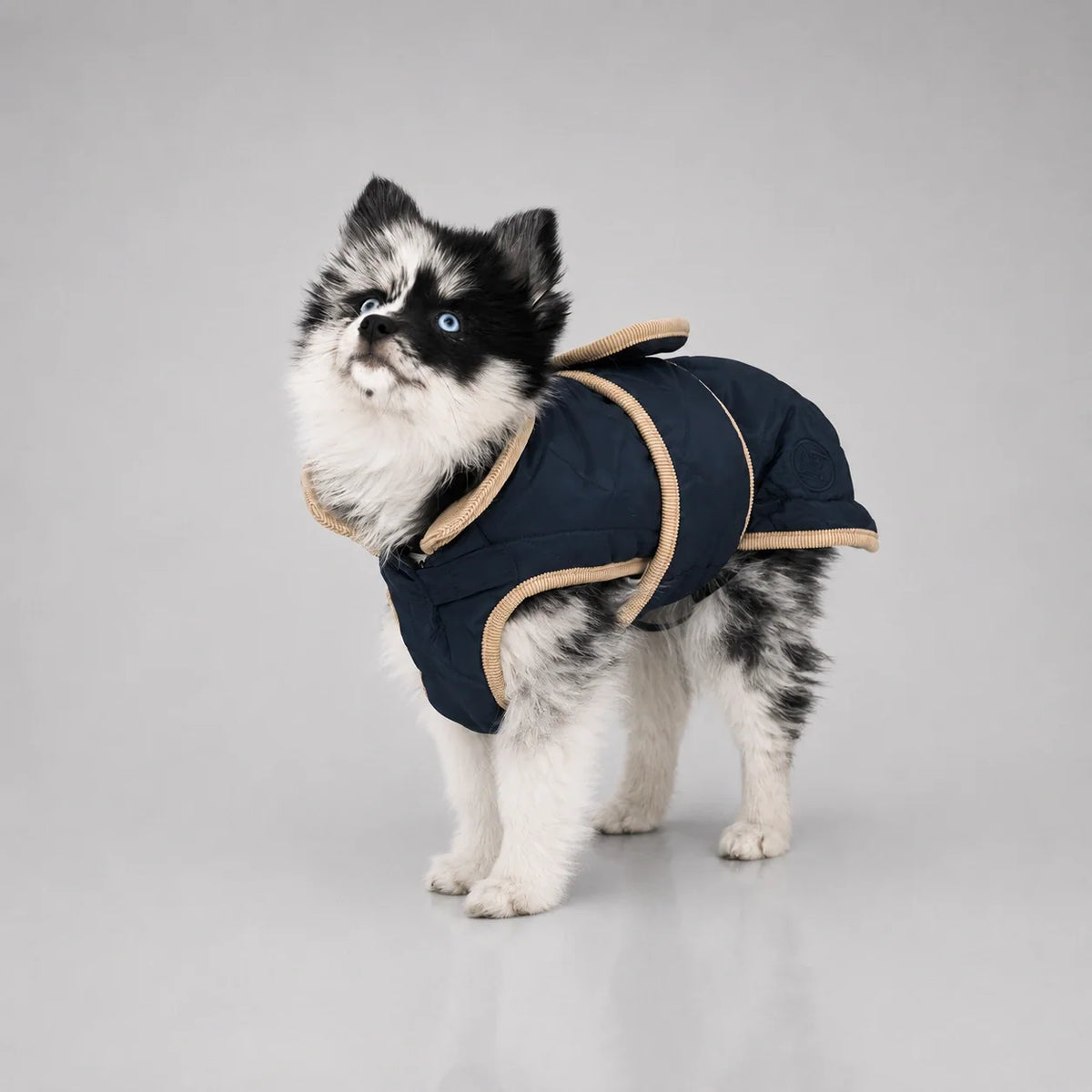 Waterproof Quilted Dog Coat with Adjustable Fit and Contrast Trim